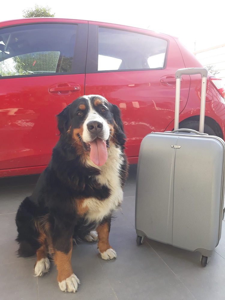155 Pet Passport 1000