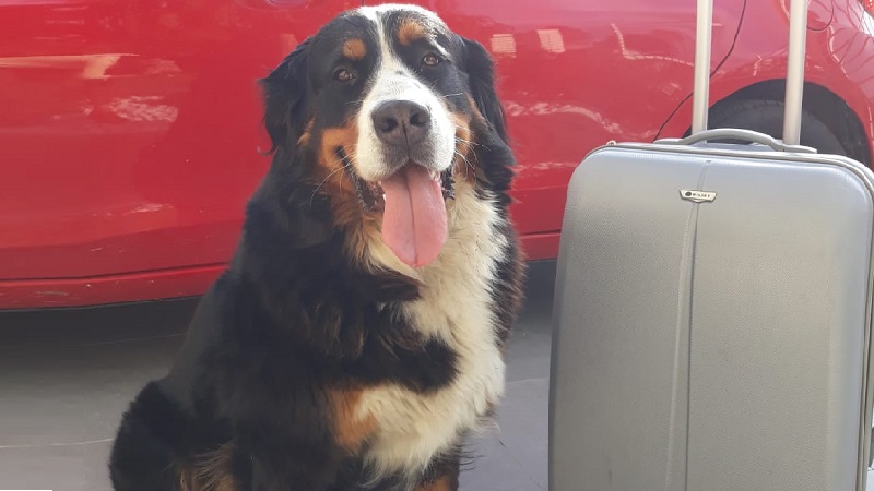 155 Pet Passport 800 x 450
