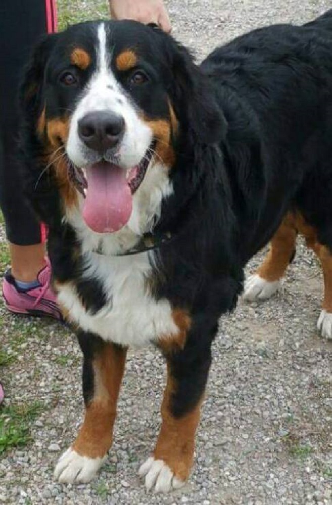 90 patentino cani 1000 2