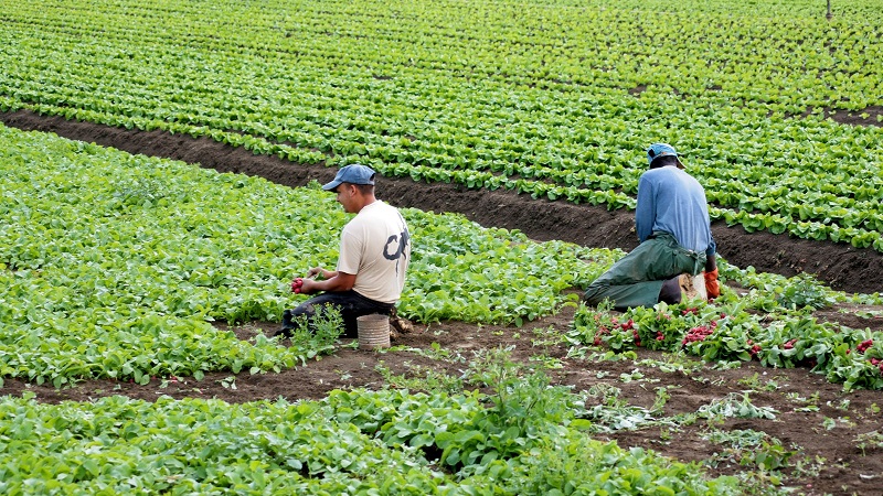 Caldo in agricoltura 800×450