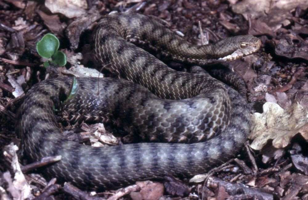 Vipera 1000