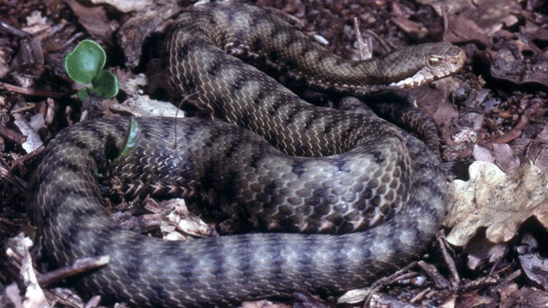 Vipera 800 x 450