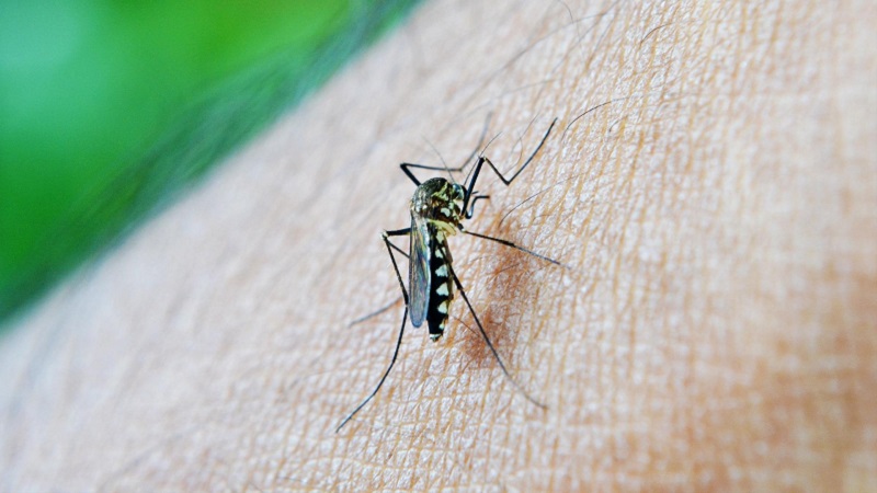 Zanzara Dengue 800 x 450