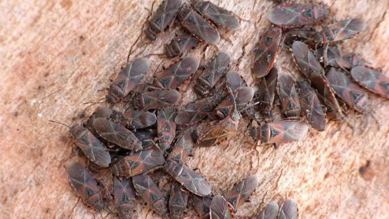 cimice olmo 800 x 450